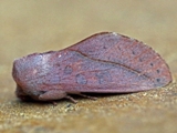 Scalmicauda griseomaculata